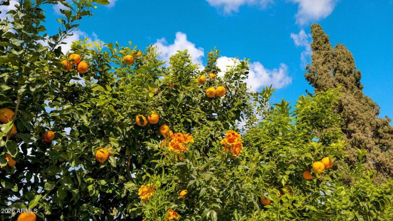 61-web-or-mls-P1475460