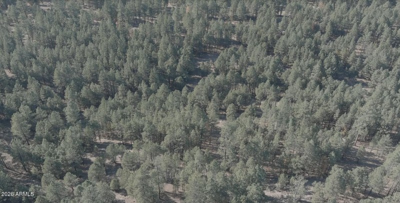 Abundant Ponderosas!