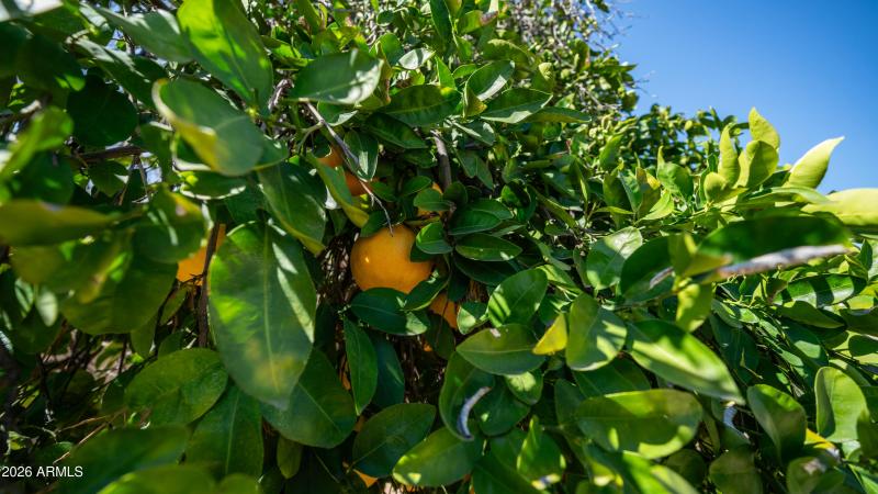 4421 W Daily St Exterior Photos-7