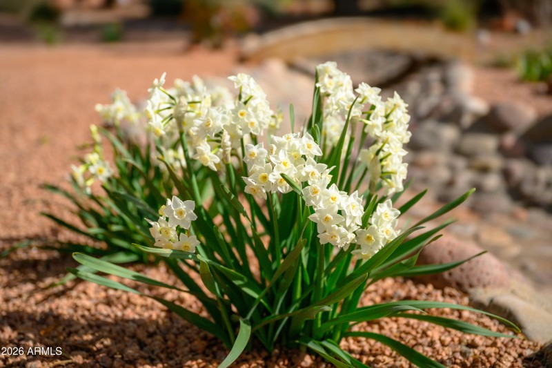 Establised landscaping