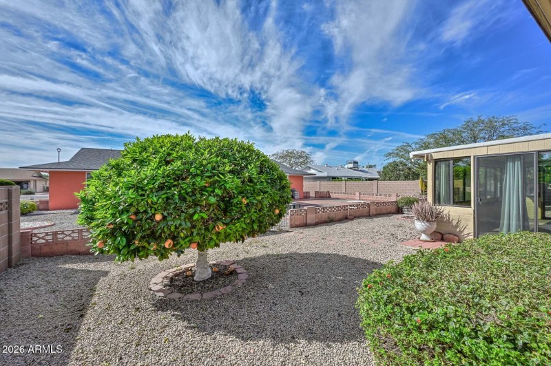 Backyard-Citrus Trees