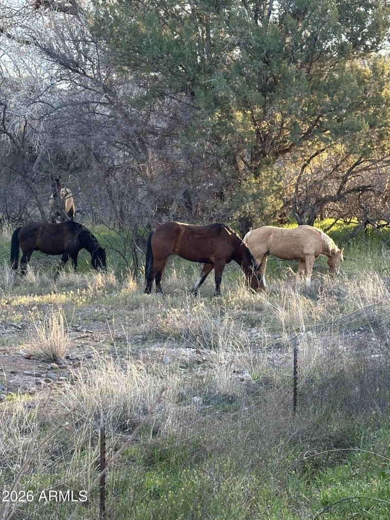 Horses in rear
