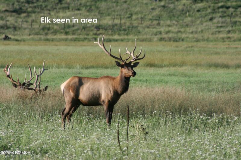 Elk seen in area