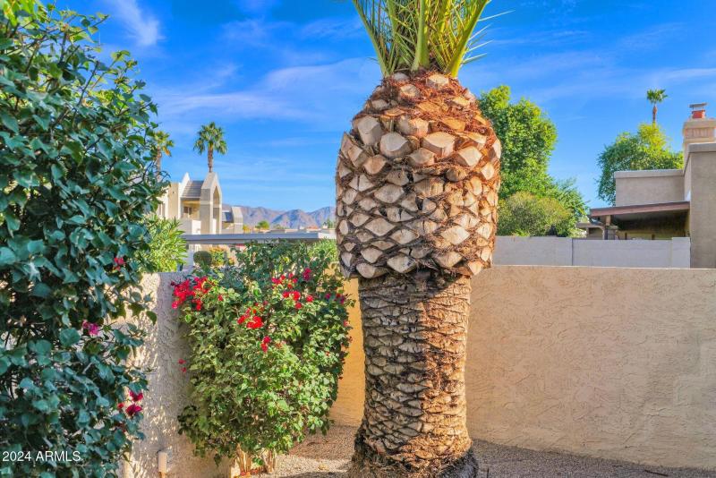 10460 E. Fanfol, Backyard