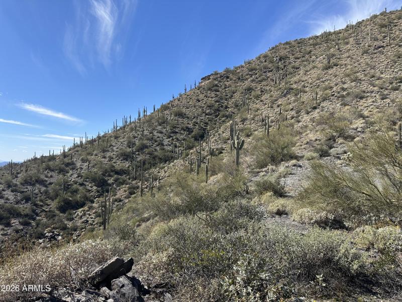 011_Saguaro Studded Hillside