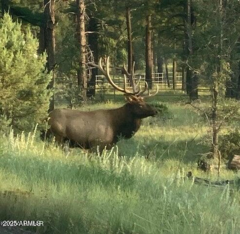 elk