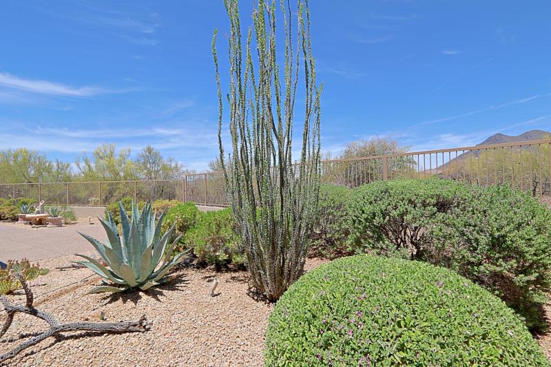 Backyard 3