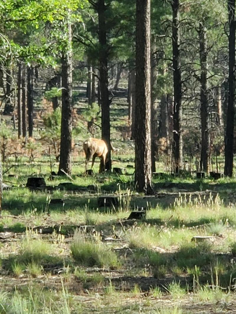 HJ Ranch