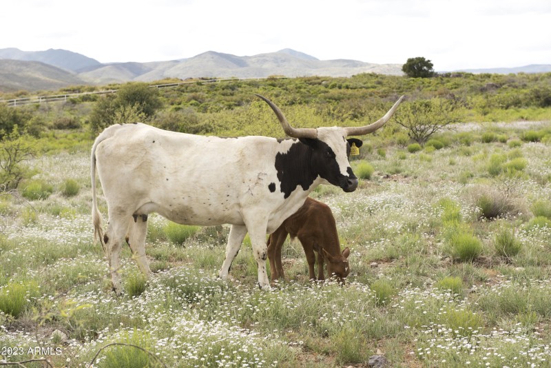 Longhorn & Corriente country