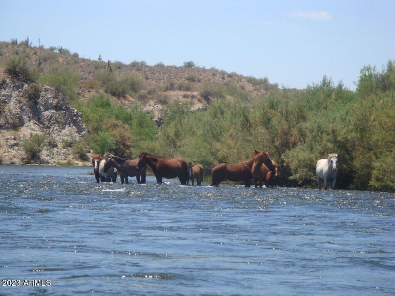 horses