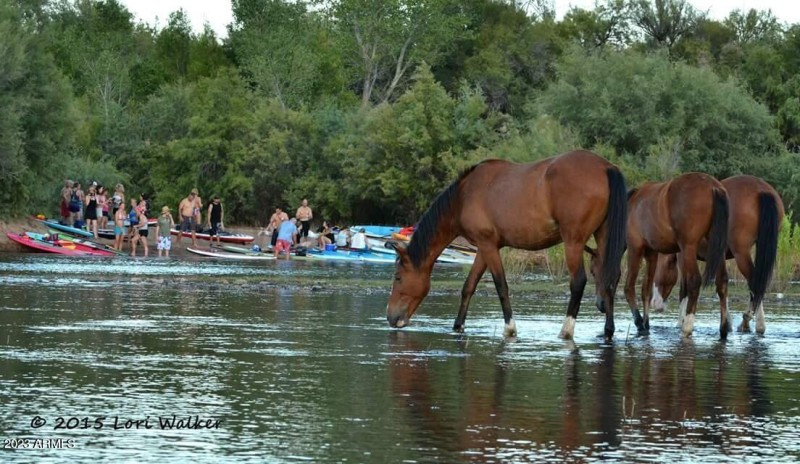 SUP horses