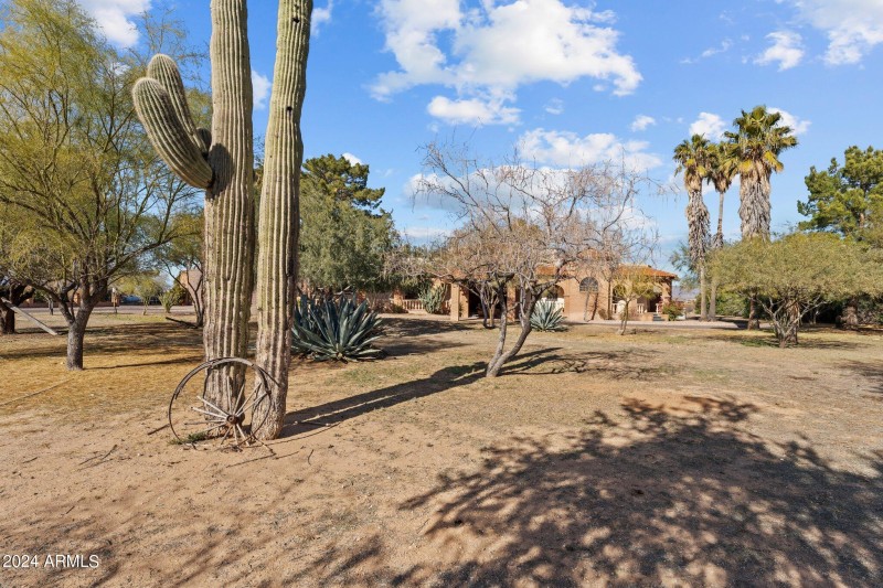 Mature Trees & Yard Art