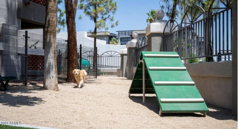 Dog Park