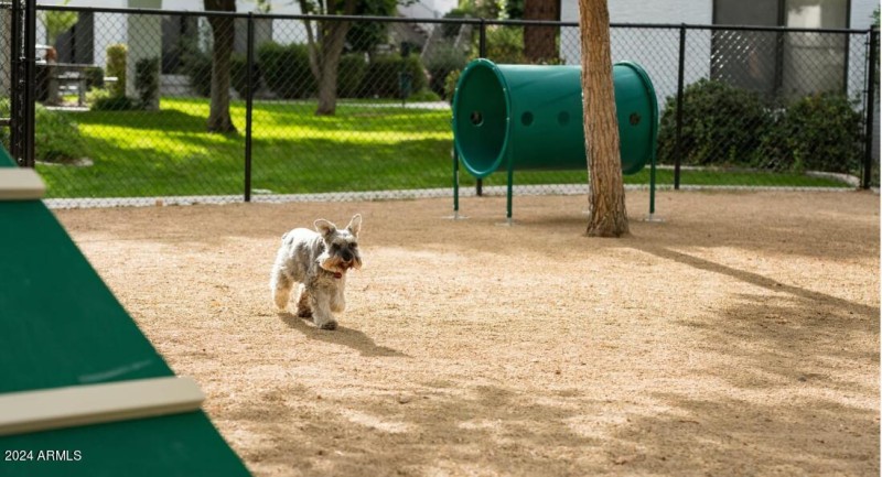 Dog Park