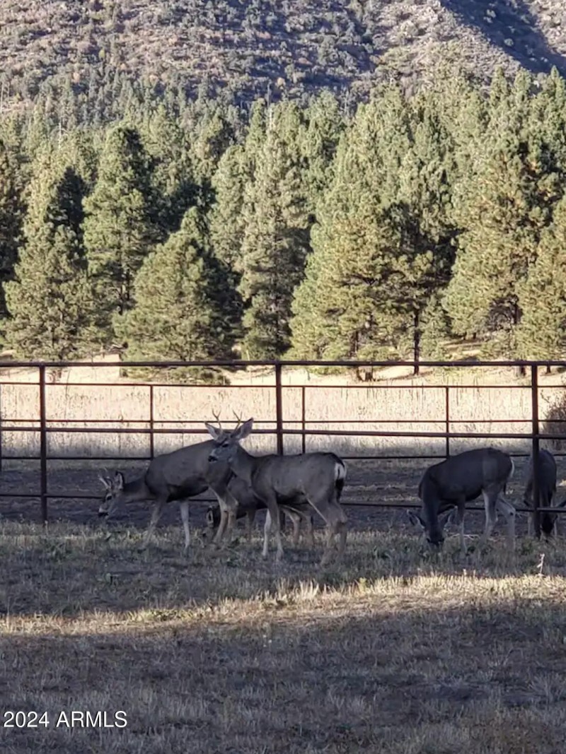 Wildlife