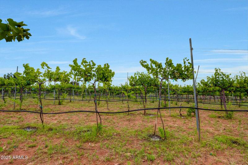 Fruit Trees