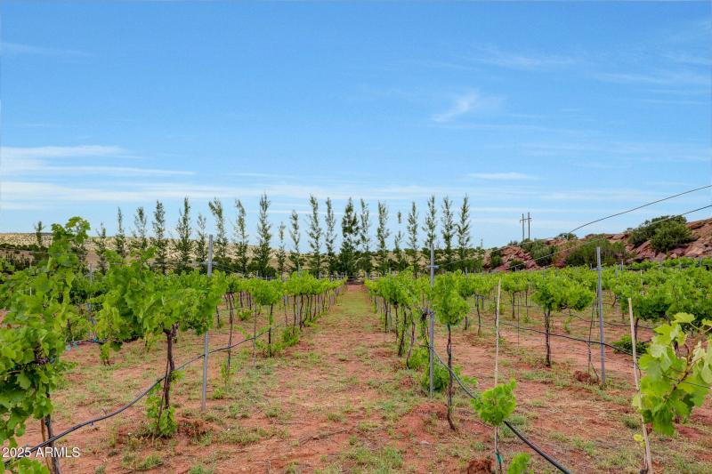 Vines