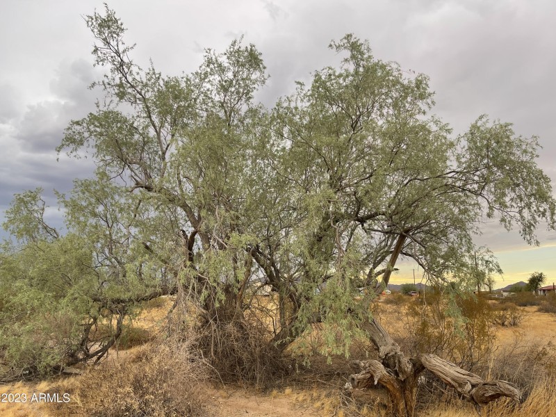 Natural Desert Foliage