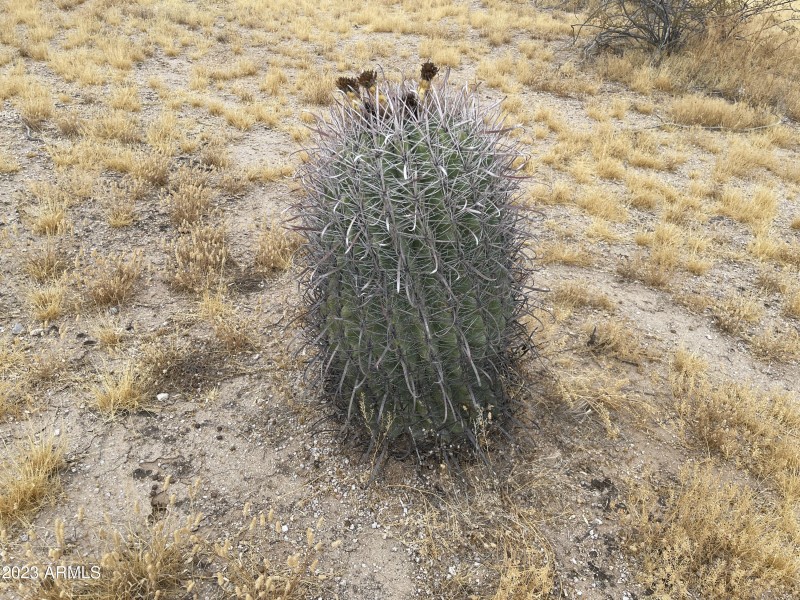 Undisturbed Desert Plants
