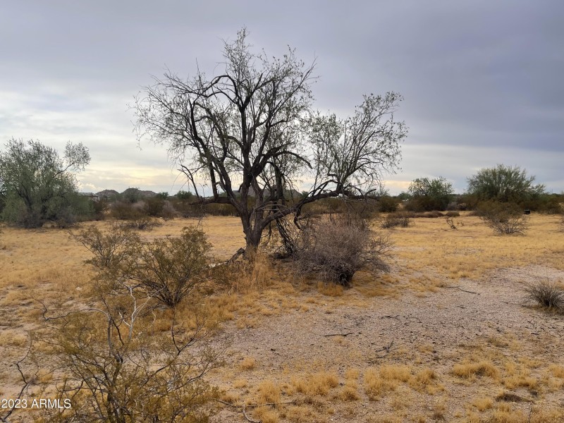 Trees and Shrubs All Over