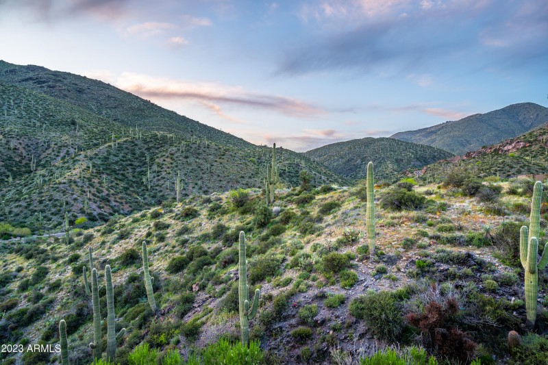 Saguaro Surroundings