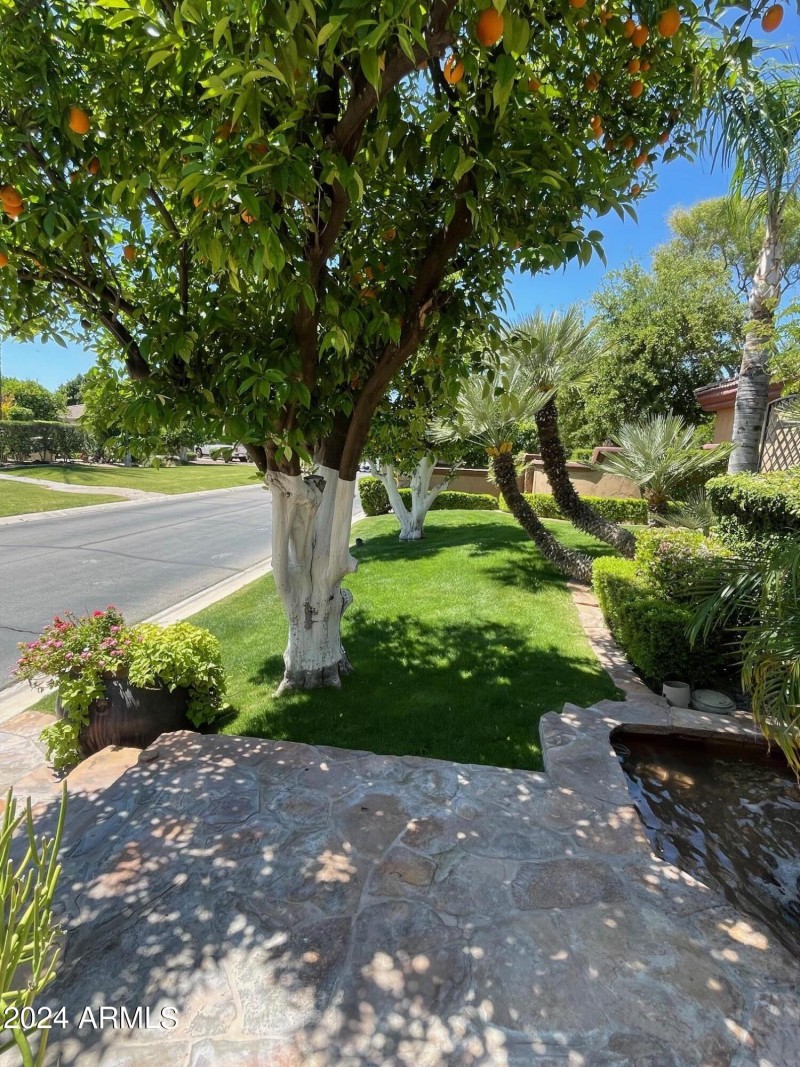 Citrus trees galore!