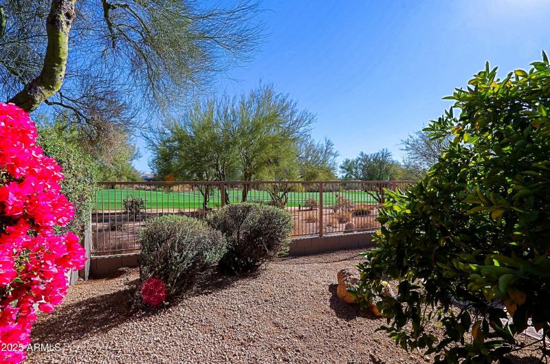 Backyard 3