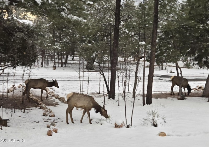 Elk in Snow