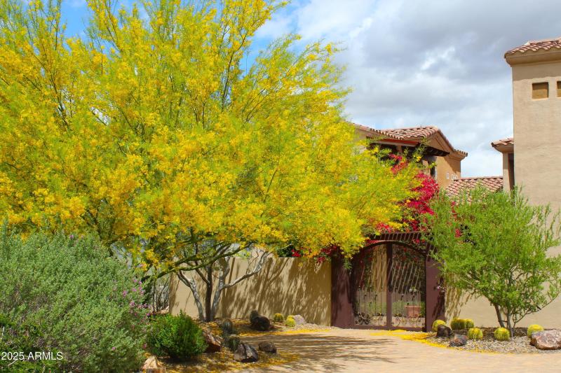 Springtime in the desert