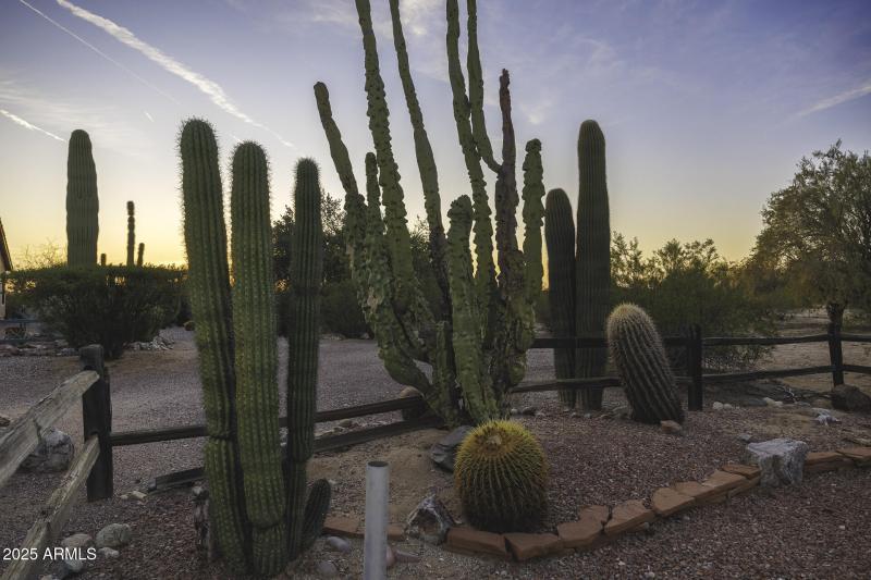 Back Yard Cactus Garden