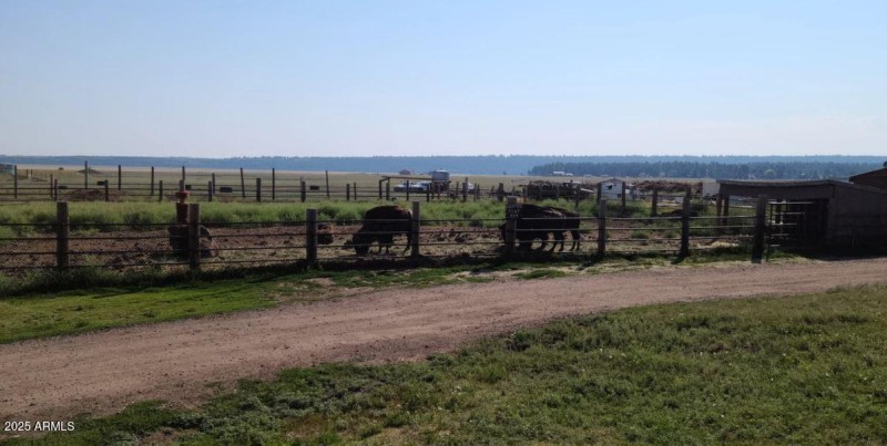 ML Petting zoo buffalo