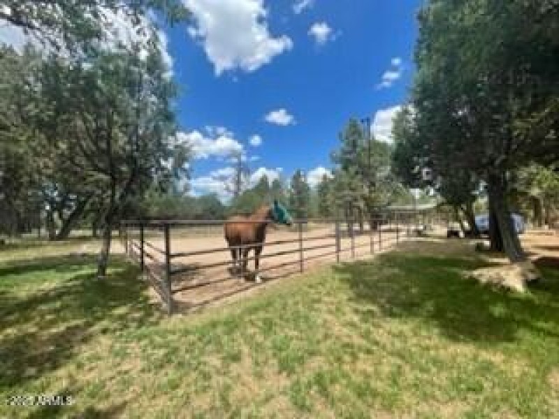 horse area grass around
