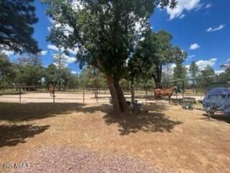 horse area great trees