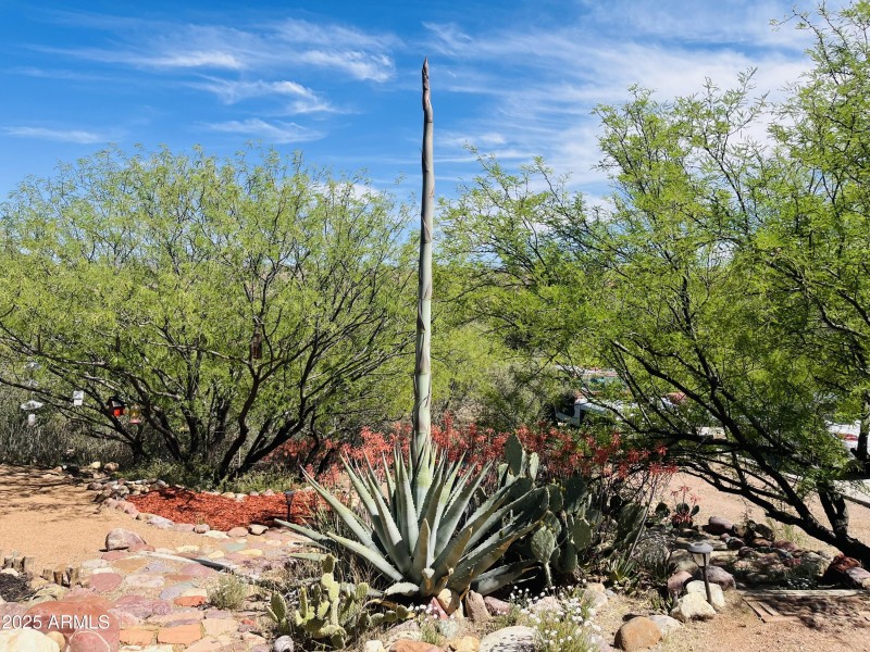 Blooming Century Plant