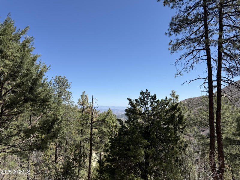 Tall ponderosa pines