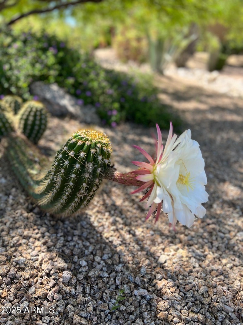 Desert Flower