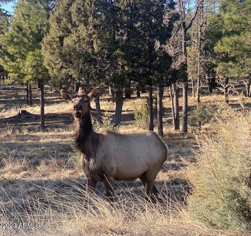 Elk