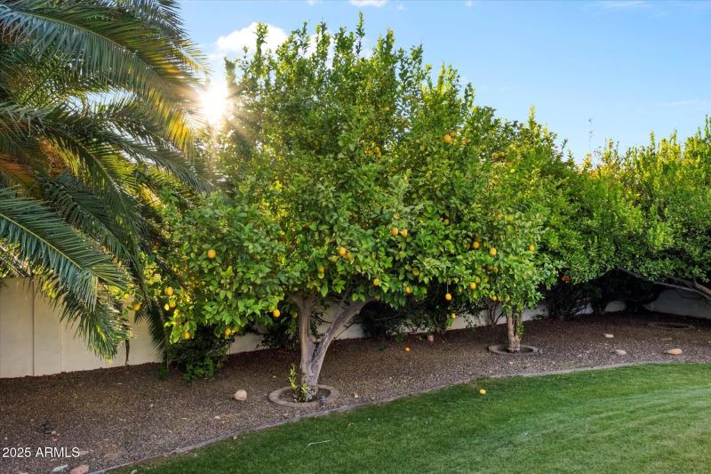 Citrus Trees