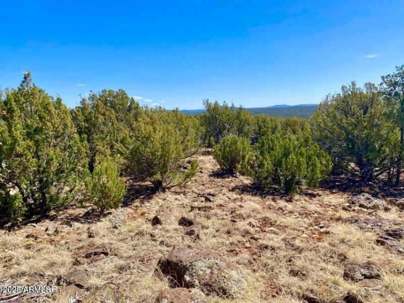 20250503072505976548000000-o