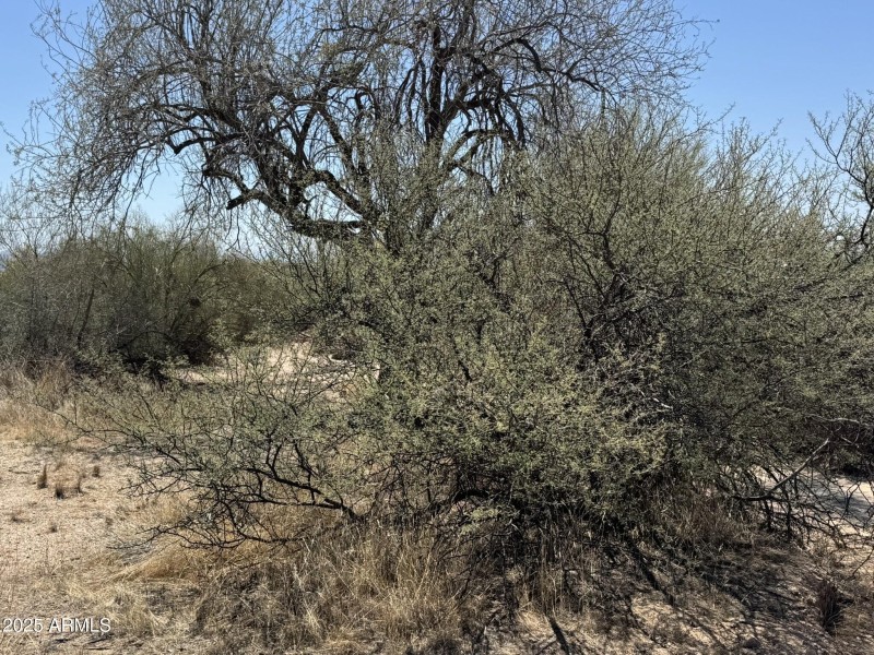 Natural Desert Vegetation