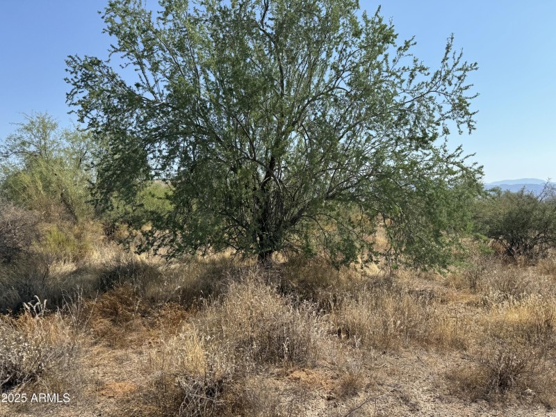 Lush Desert Vegetation