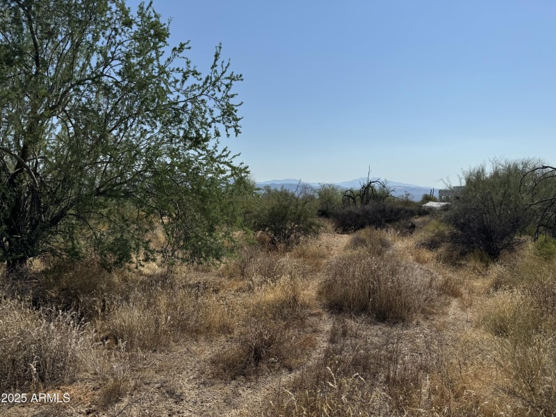 Lush Desert Vegetation