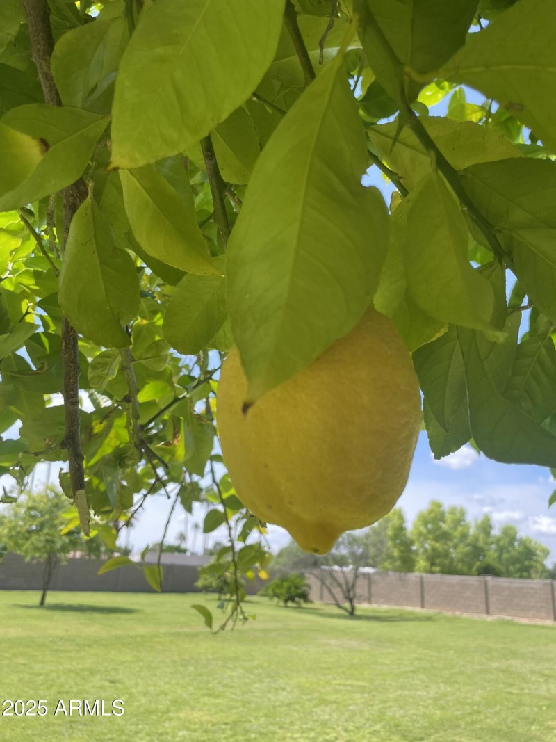 Lemon Tree