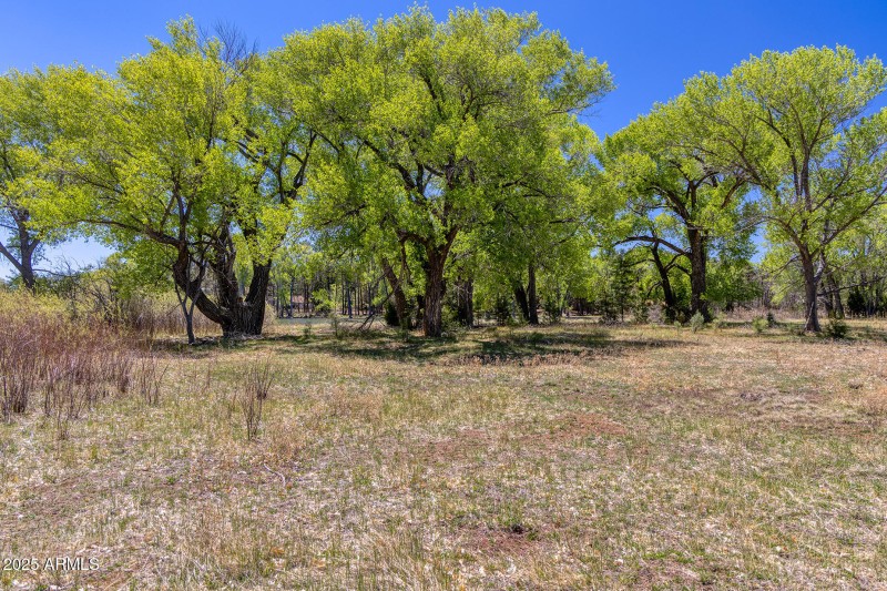 Peninsula Vegetation - larson rd propert