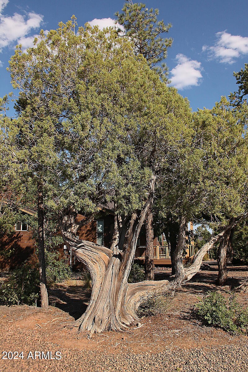 034_Old Juniper Trees