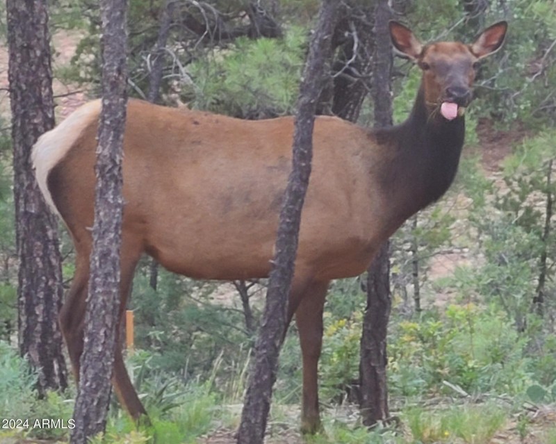 Elk