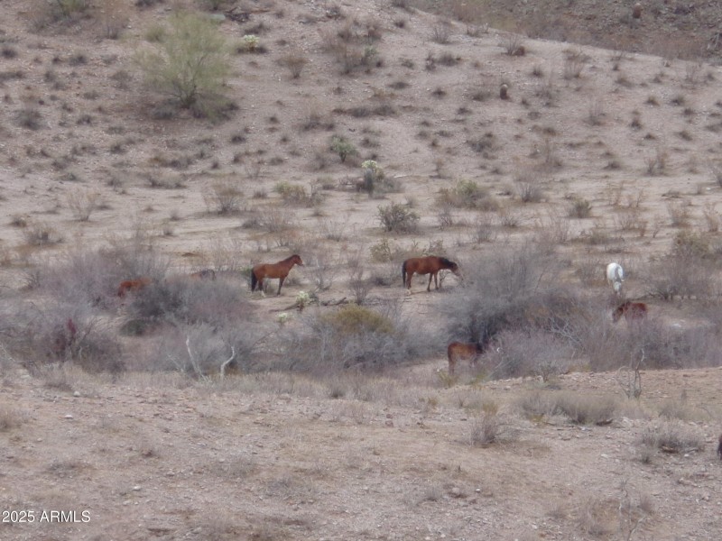 Wild horses behind lot (3)