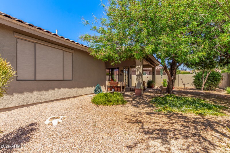 43 - Desert Honeysuckle