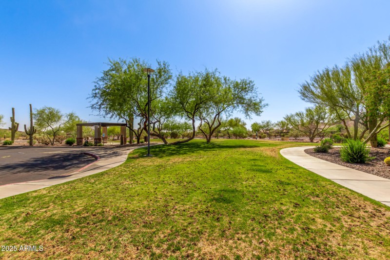 52 - Desert Honeysuckle