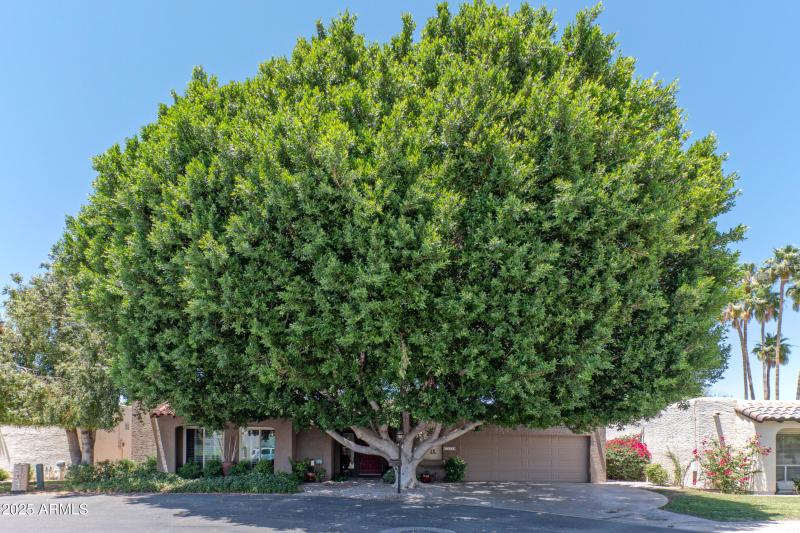 Magnificnet ficus shades home